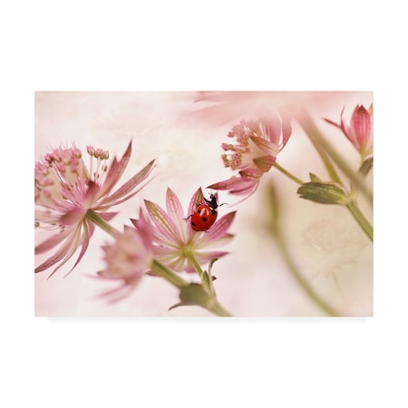 Ellen Van Deelen 'Ladybird And Pink Flowers' Canvas Art,12x19